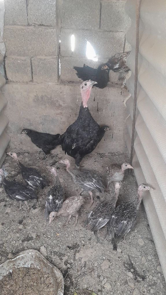 Продаётся Индушки