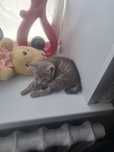 Отдам котенка даром