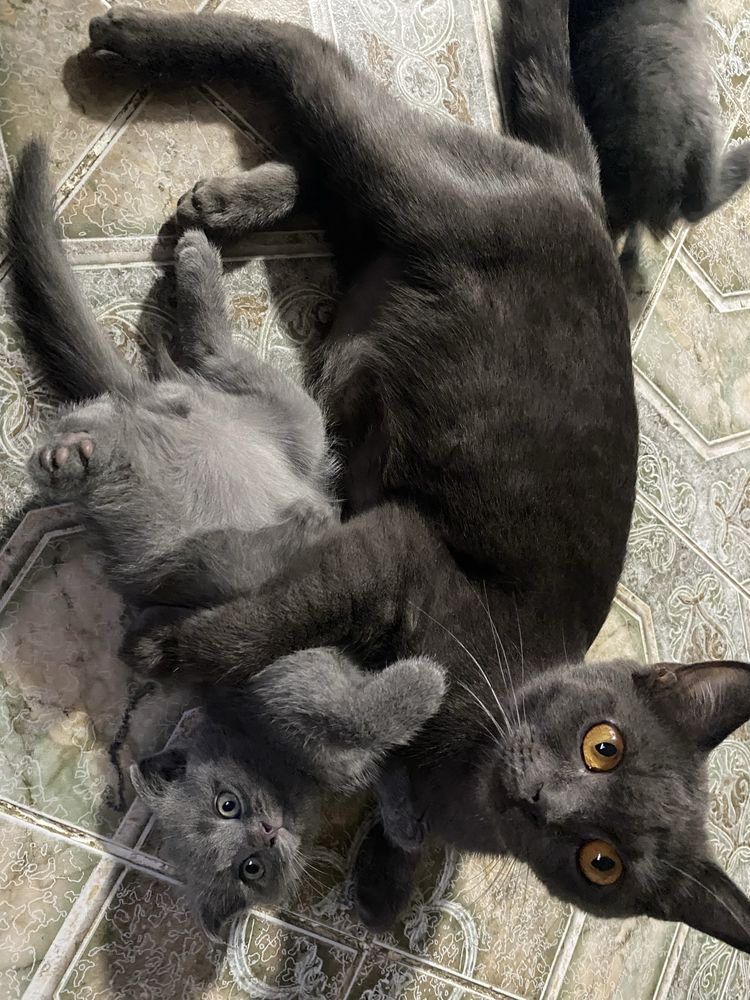 Продаются породистые шотланские котята