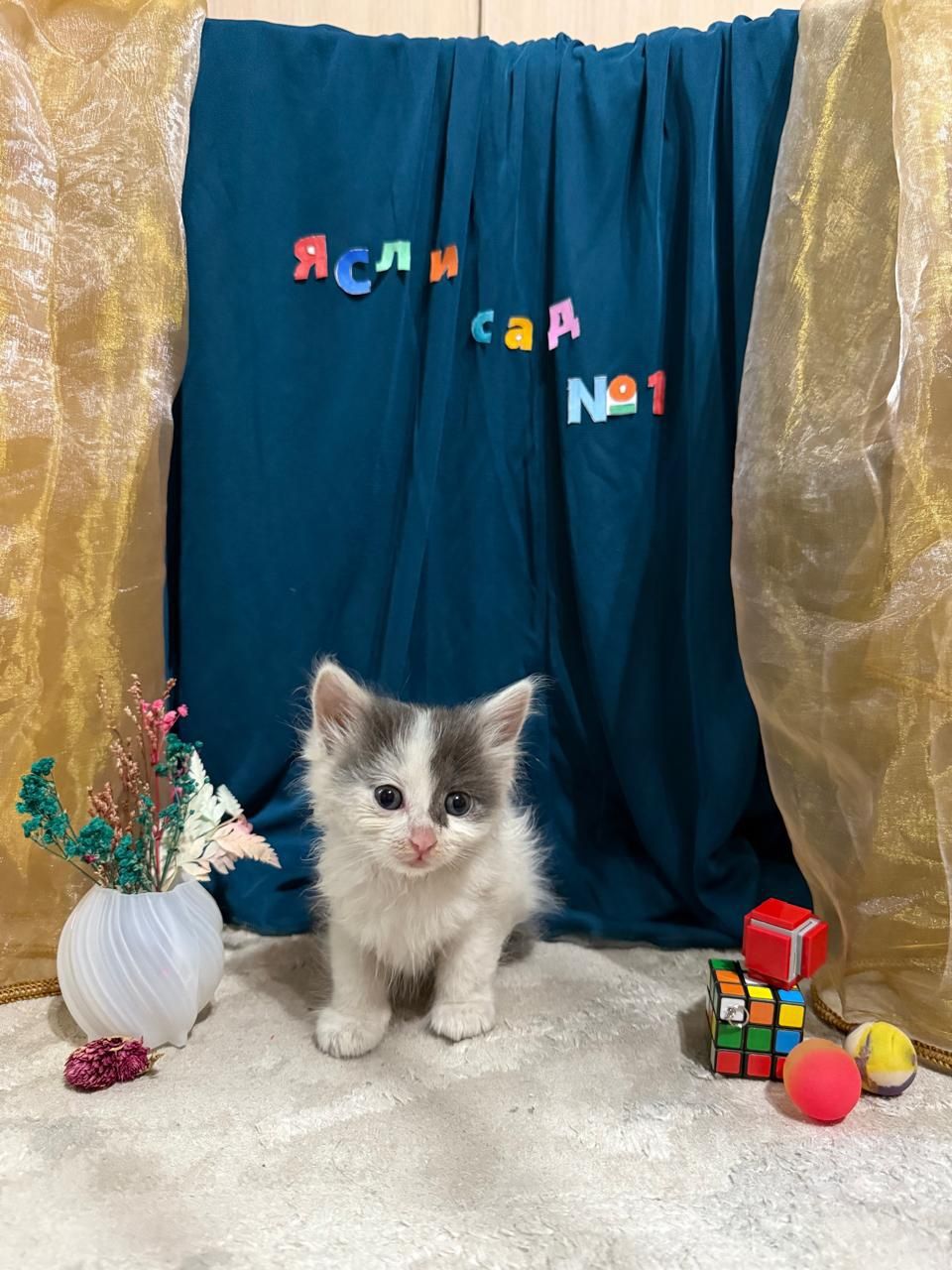 Отдам котят, чистые, хорошие.