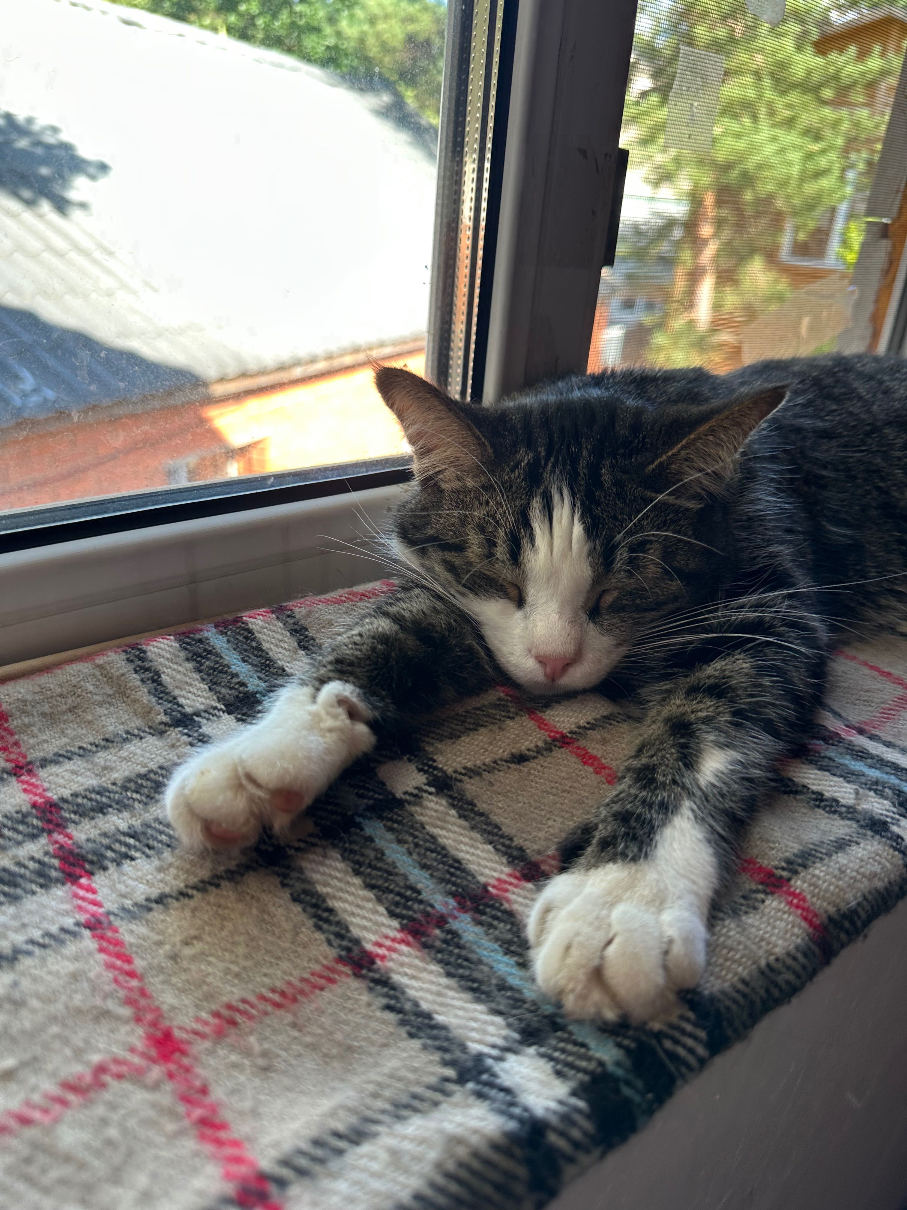 Отдам кота и кошку в надежные руки