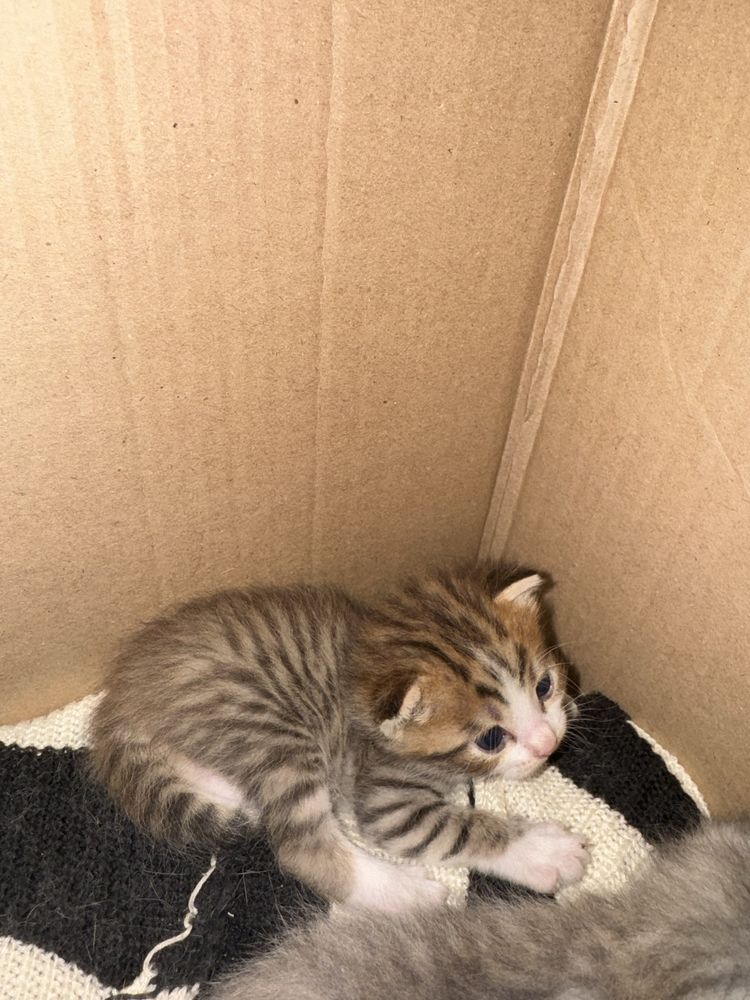 Отдаю котят ДАРОМ