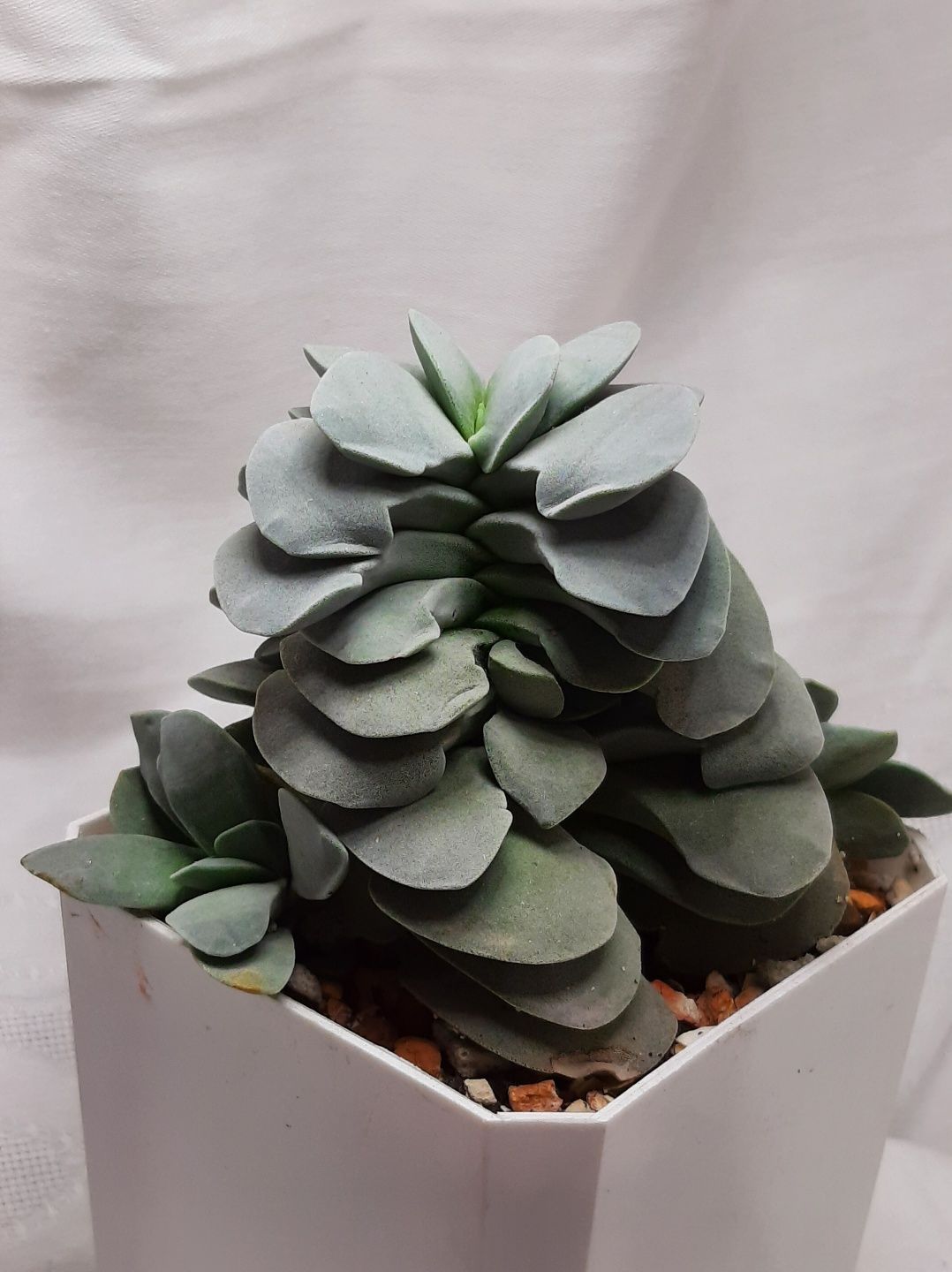 Echeveria (Эхеверии) розы пустыни, суккуленты из частной коллекции