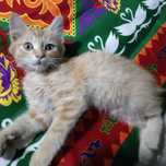 Котёнок 2 месяца мальчик