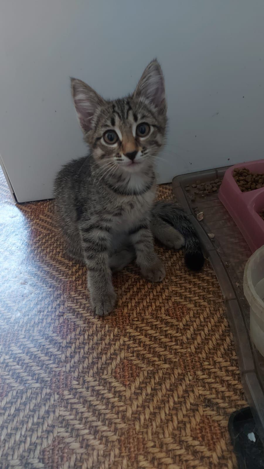 Котёнок девочка 2 месяца, на лоток уже приучена