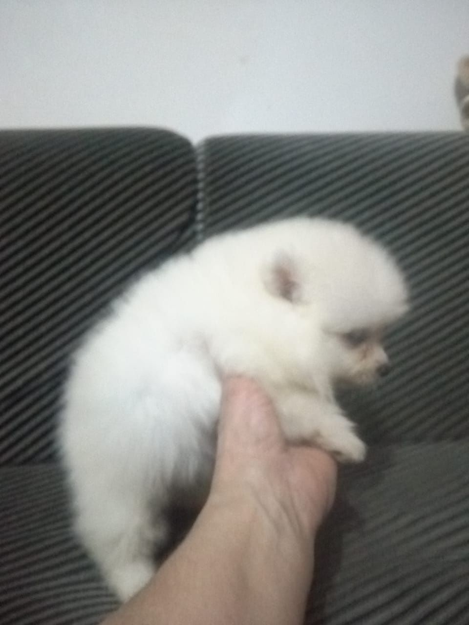 Щенки шпица миниатюрного.