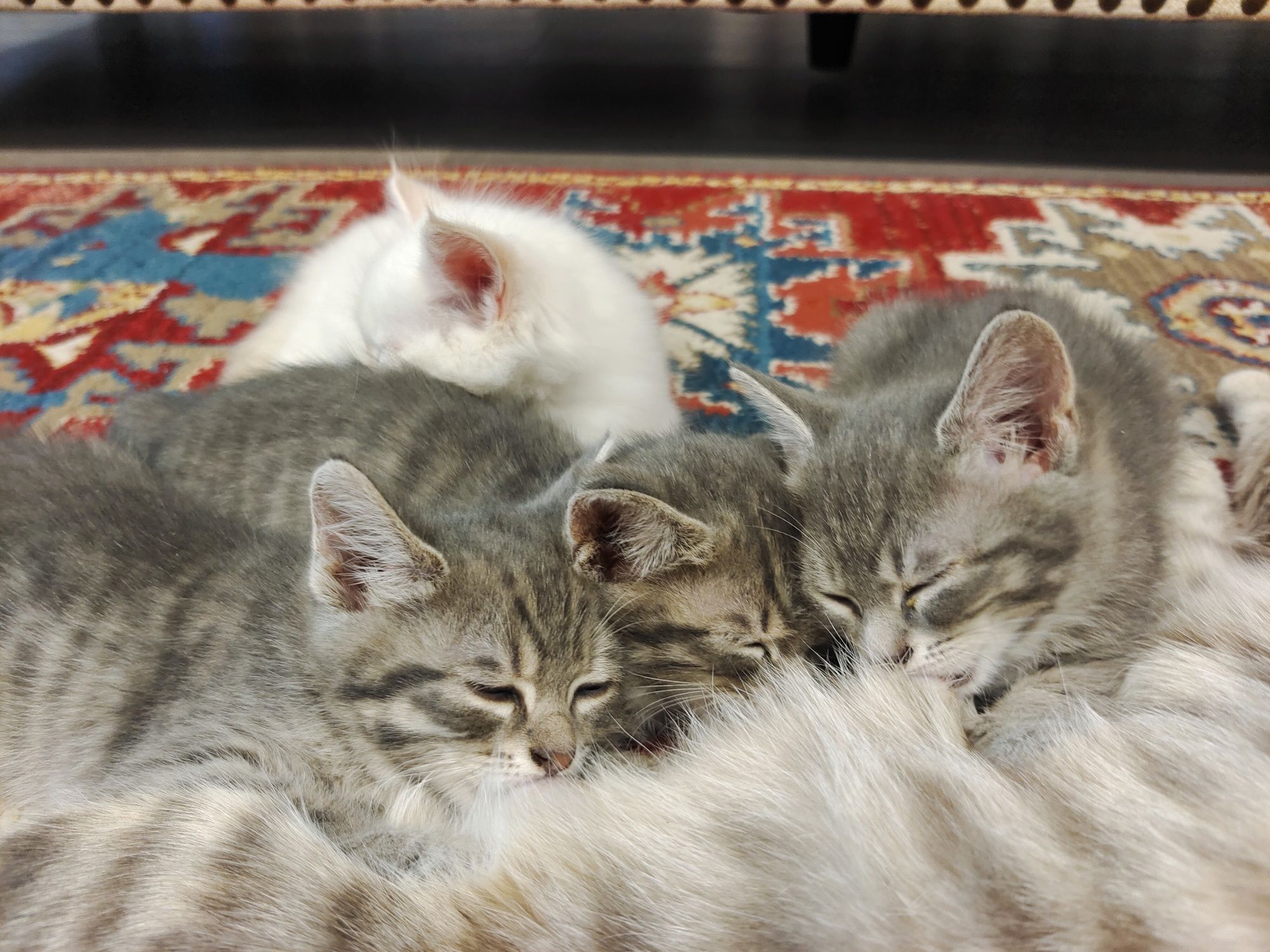 Отдам котят в любые руки.