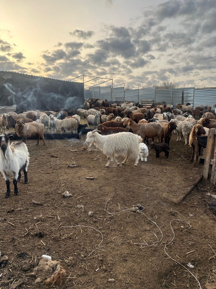 Продам Фазенду вместе с баранами