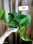 Продам комнатные растения