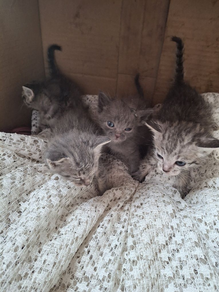Котята маленькие