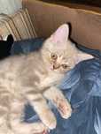 Котята шотландцы