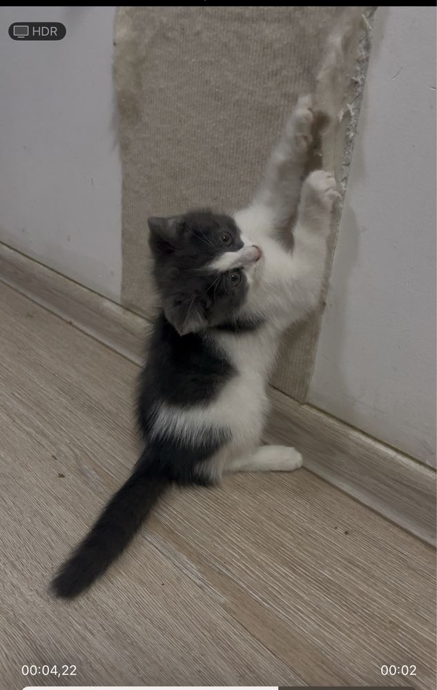 Котенок ищет добрые руки!