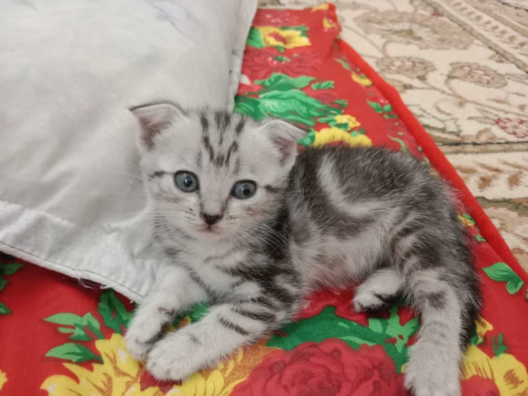 Котята веслоухие полтора месяца