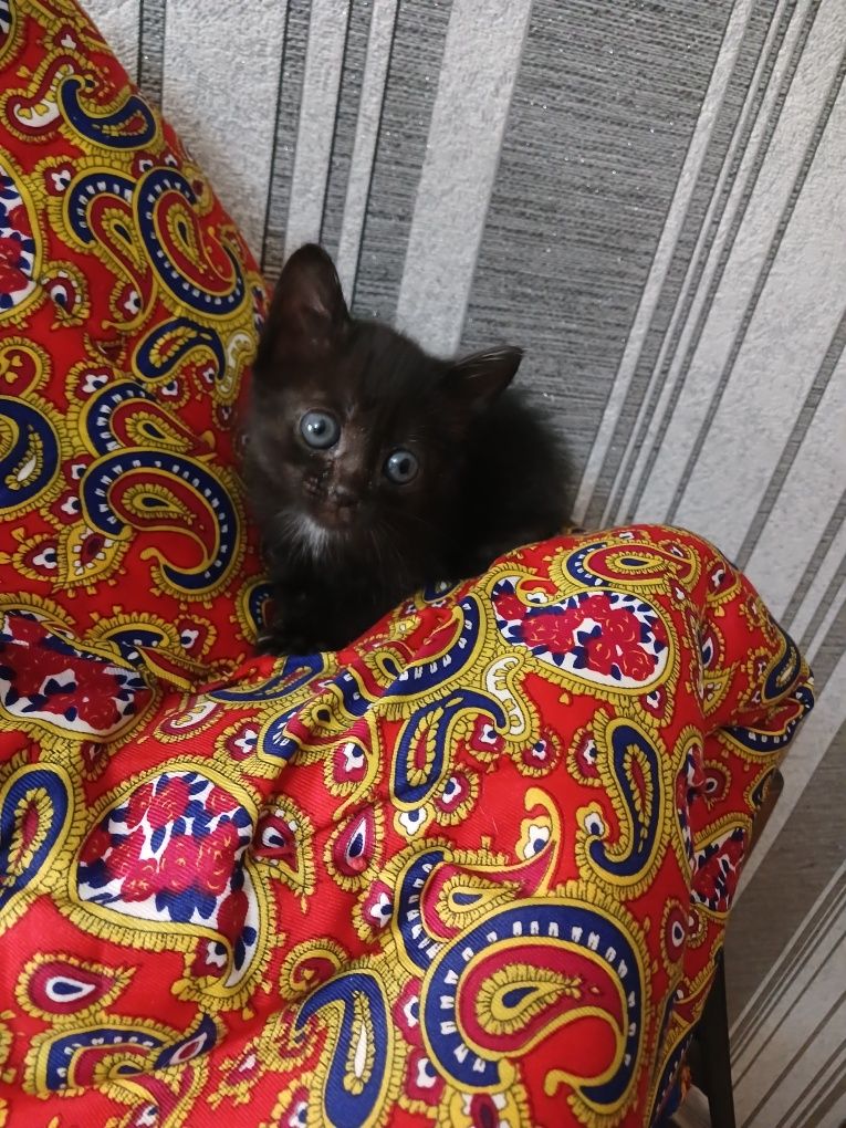 Отдам милого котенка
