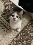 Отдам бесплатно котят в хорошие руки
