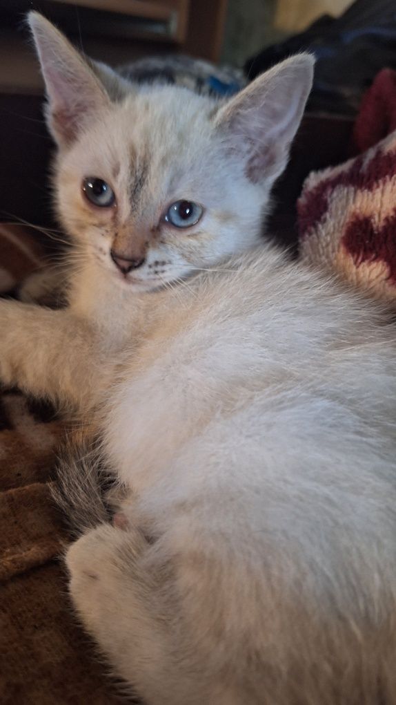 Отдам котят в добрые руки