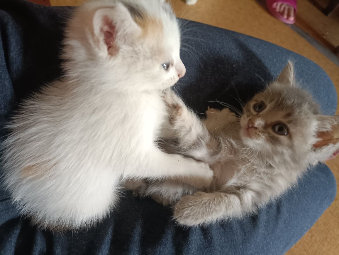 Отдам котят в добрые руки