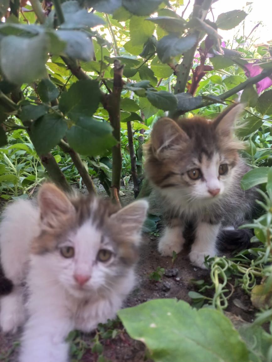 Отдам котят в хорошие руки