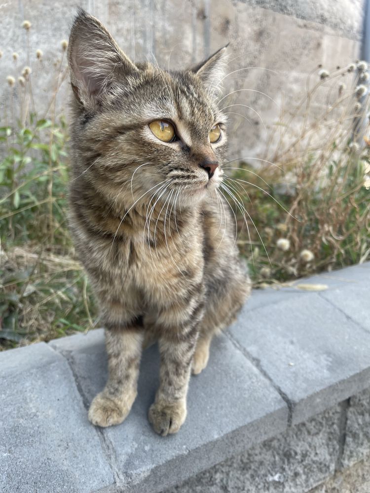 Оадам кошку девочка в добрые руки
