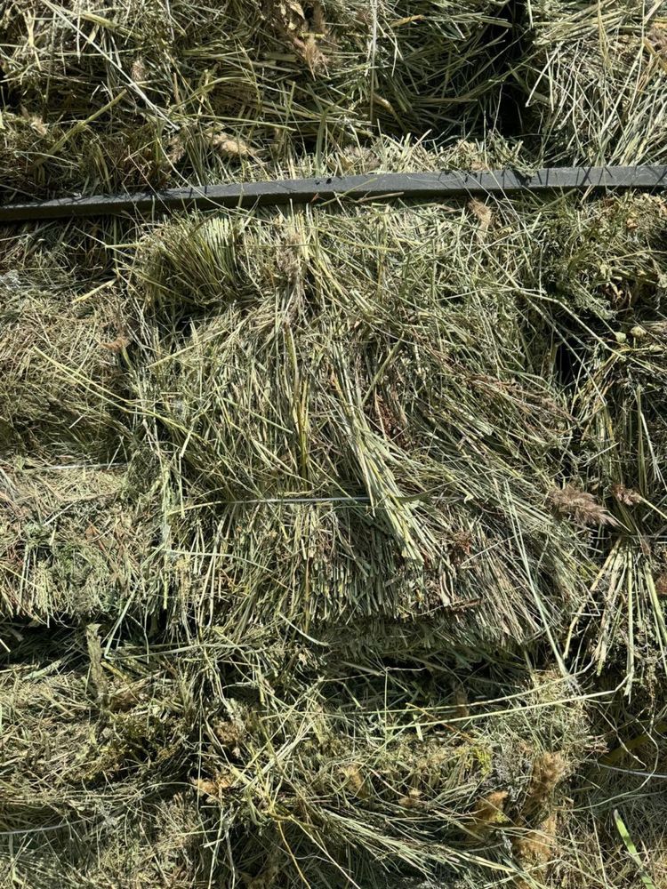 Продам сено тюкованное