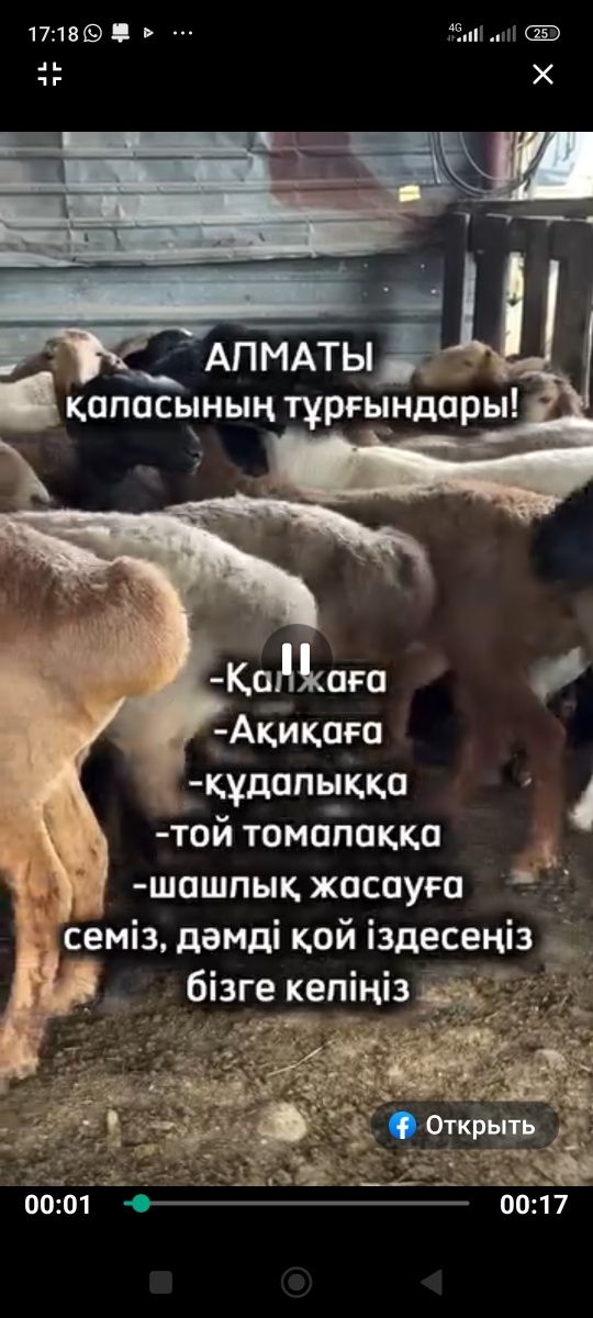 Кой кой бараны токтушки