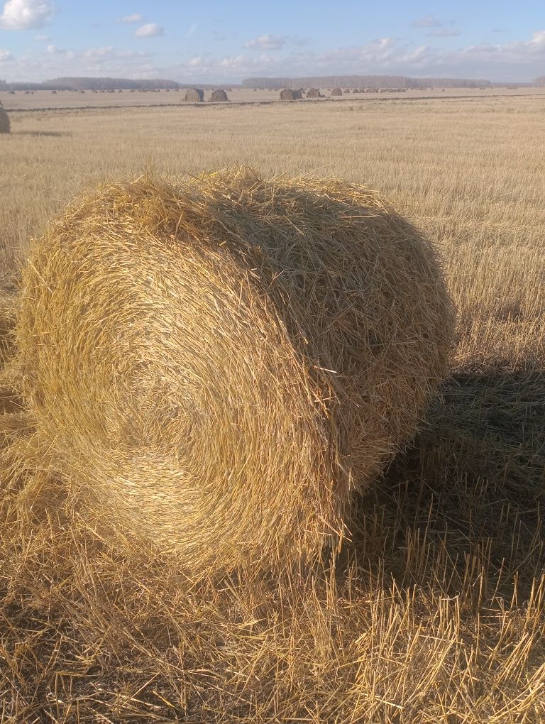 Продам солому пшеничная