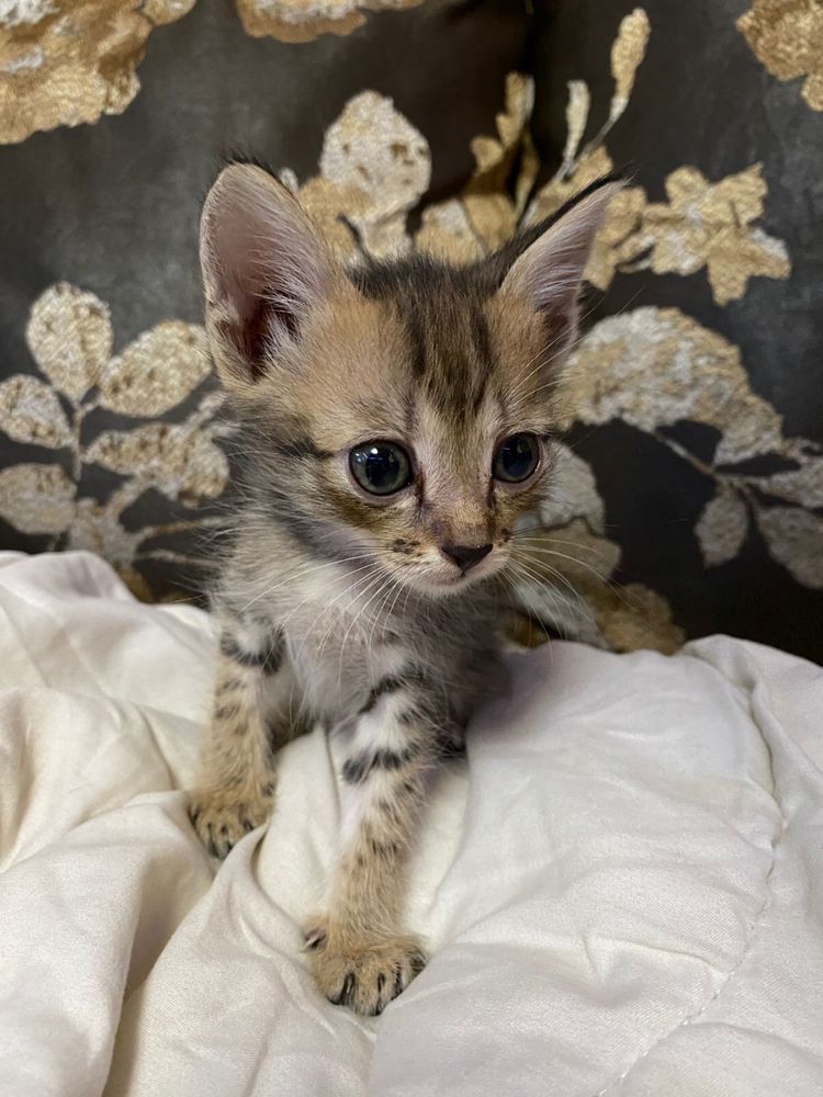 Котята смешаные