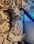 Отдам шотланского вислоухого кота