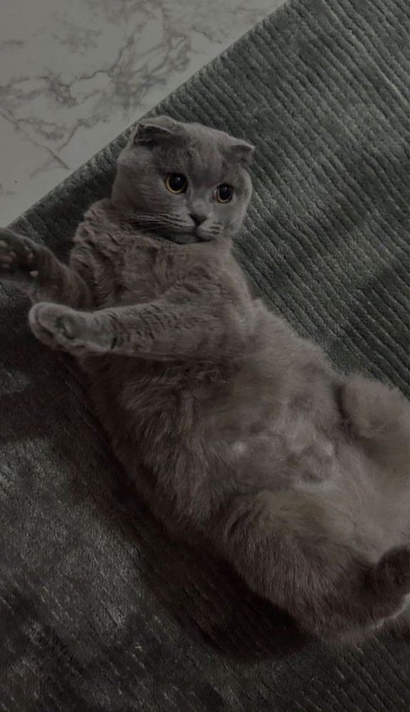 Выслоухий кот ищет дом