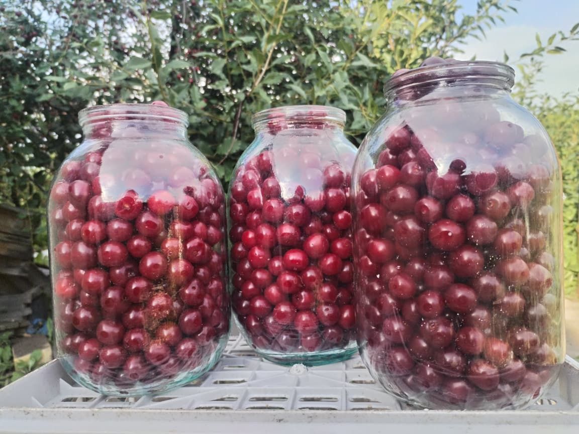 Продам вишню,свежесобрана