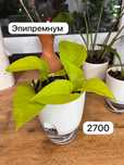 Комнатные растения