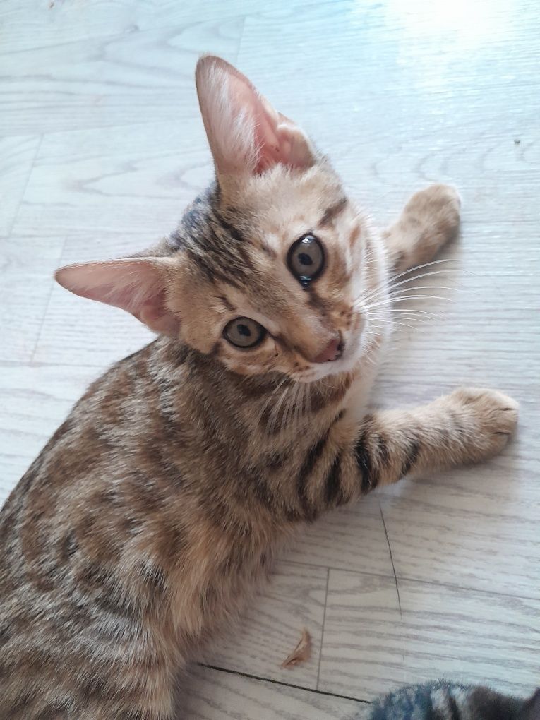 Котята бенгалы метисы