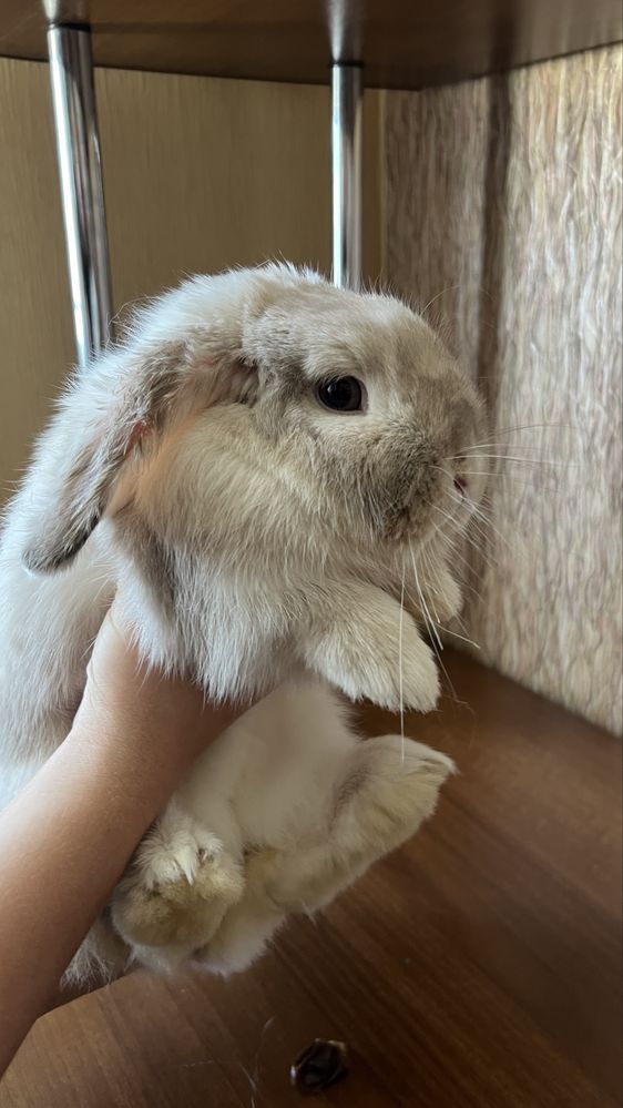 Кролик карликовый, вислоухий.