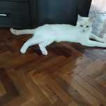 Кошка и кот  в добрые руки