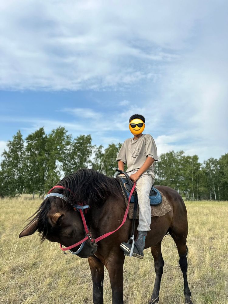 Лошадь ахалтеке в павлоларе