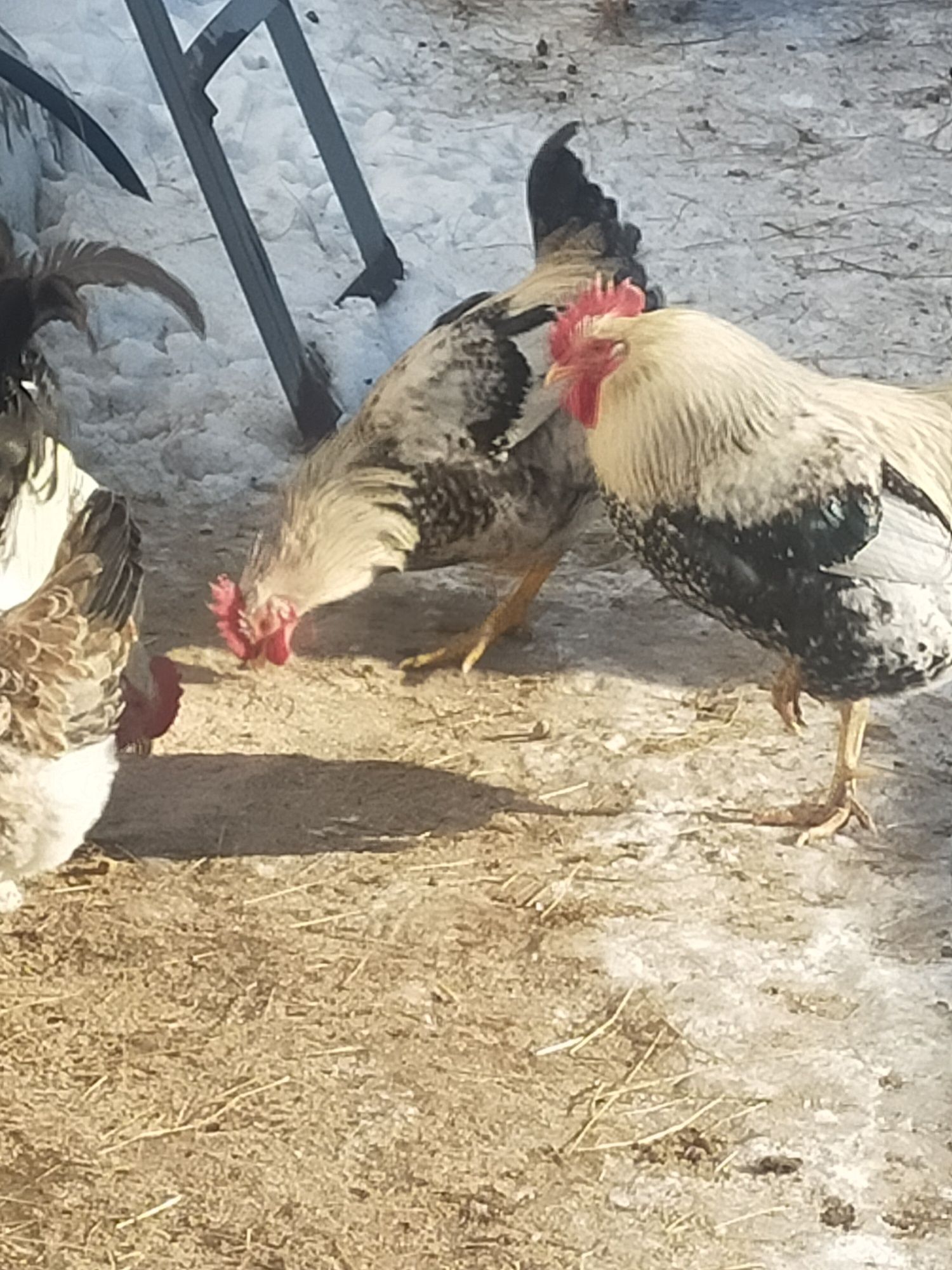 Петухи продаю 3 штуки или обмен на курицу