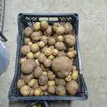 Продам картошку новый урожай
