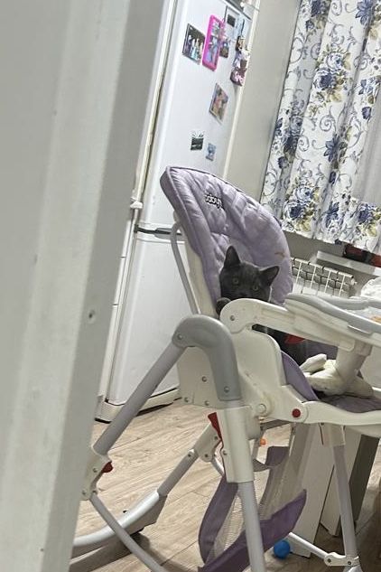 Кот породистый. Умный. Ласковый