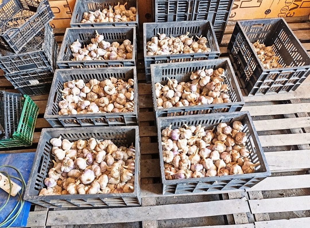 Продам чеснок крупный