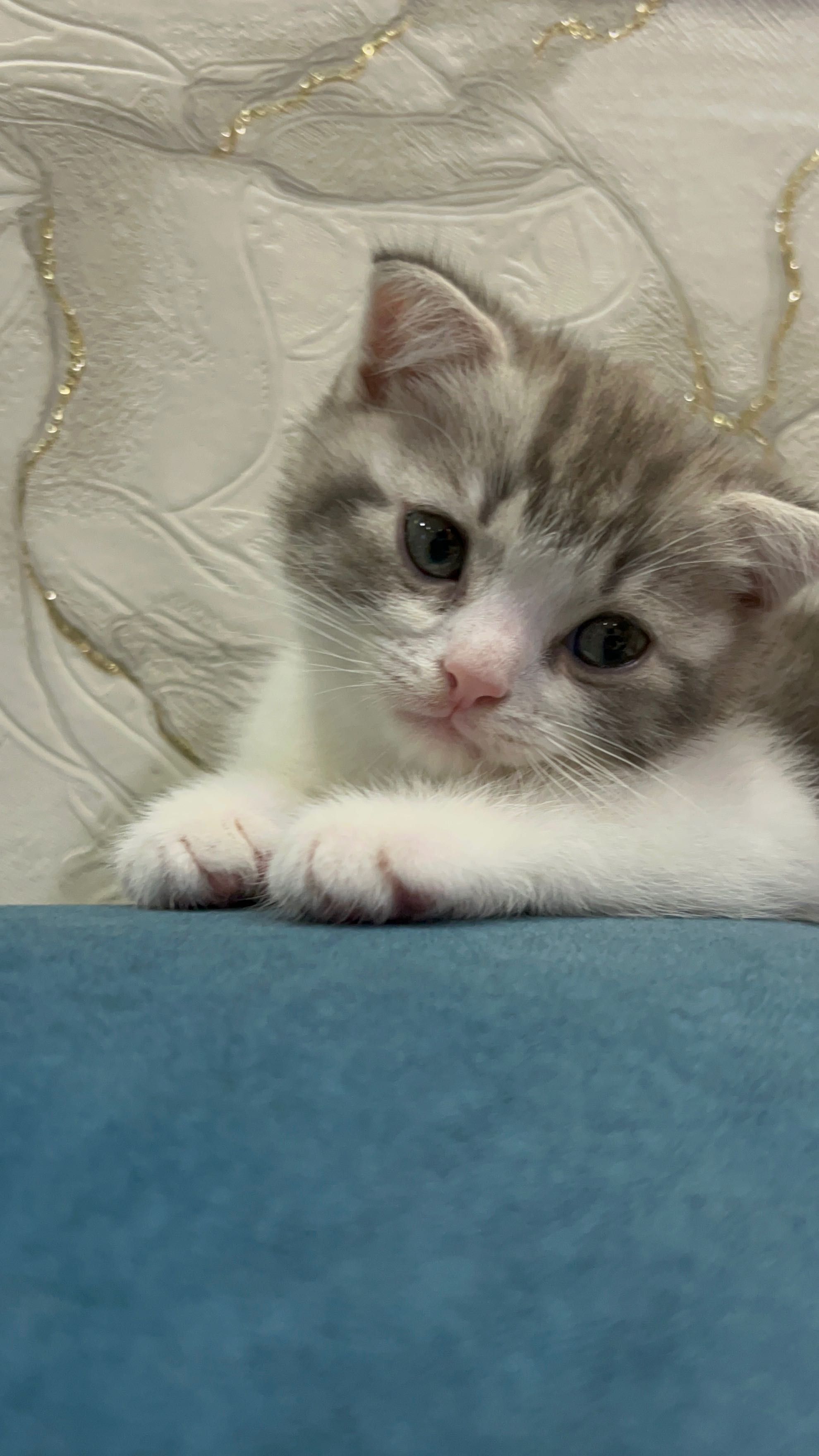 Котята шотландские