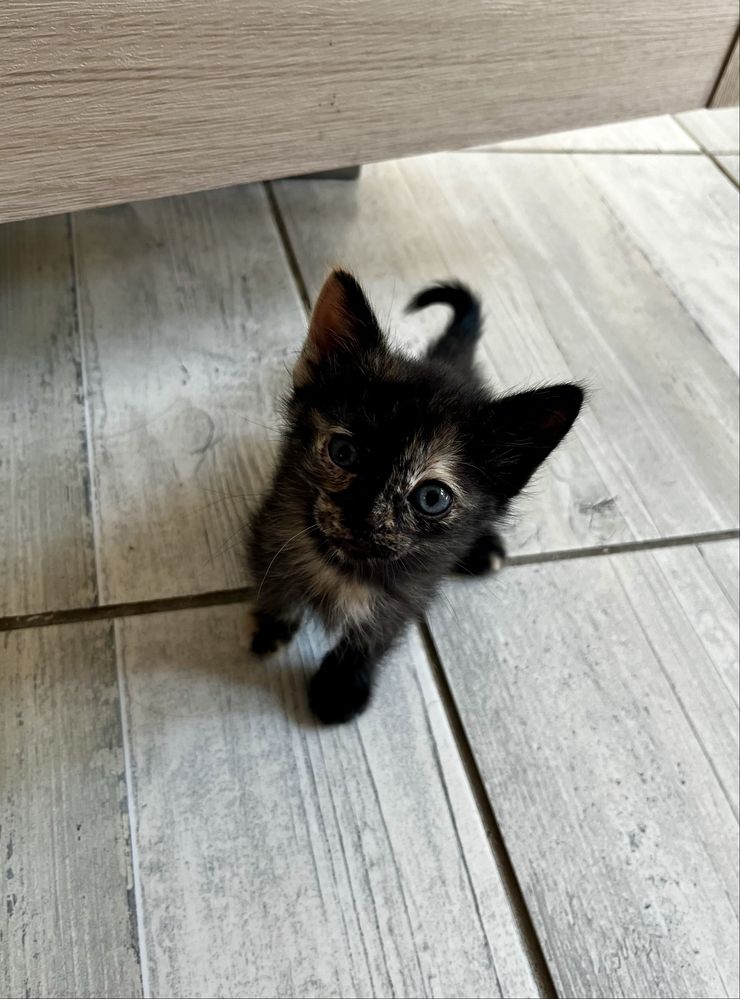 Отдам котят бесплатно