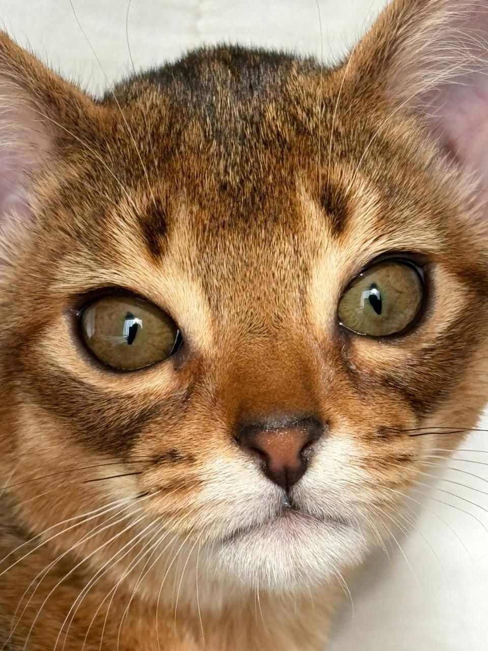 Абиссинские котята