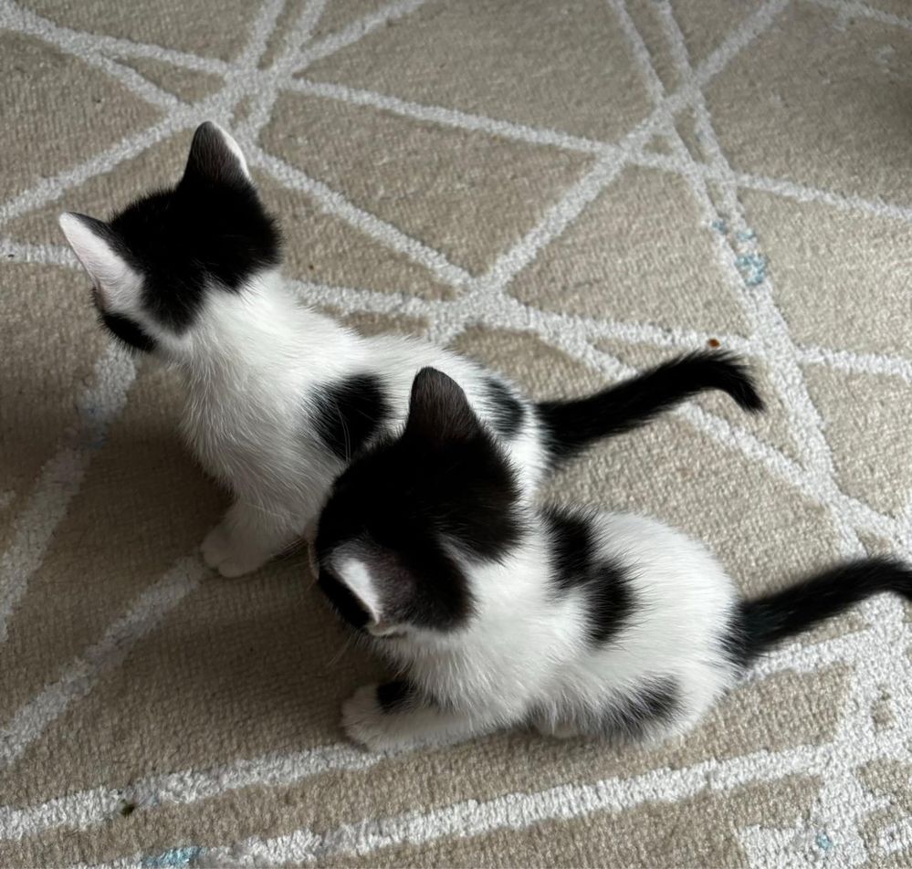 Красивые, милые, ухоженные котята