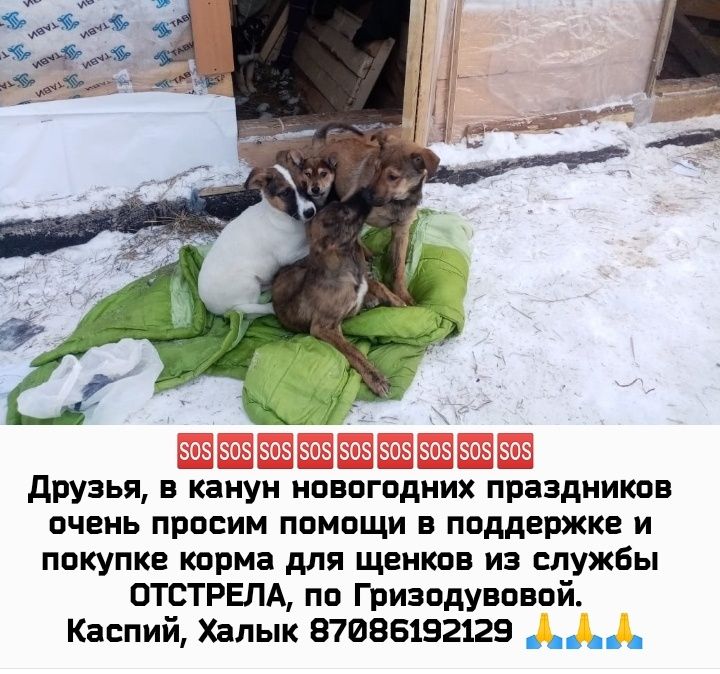 Щенки срочно ищут своих заботливых хозяевых