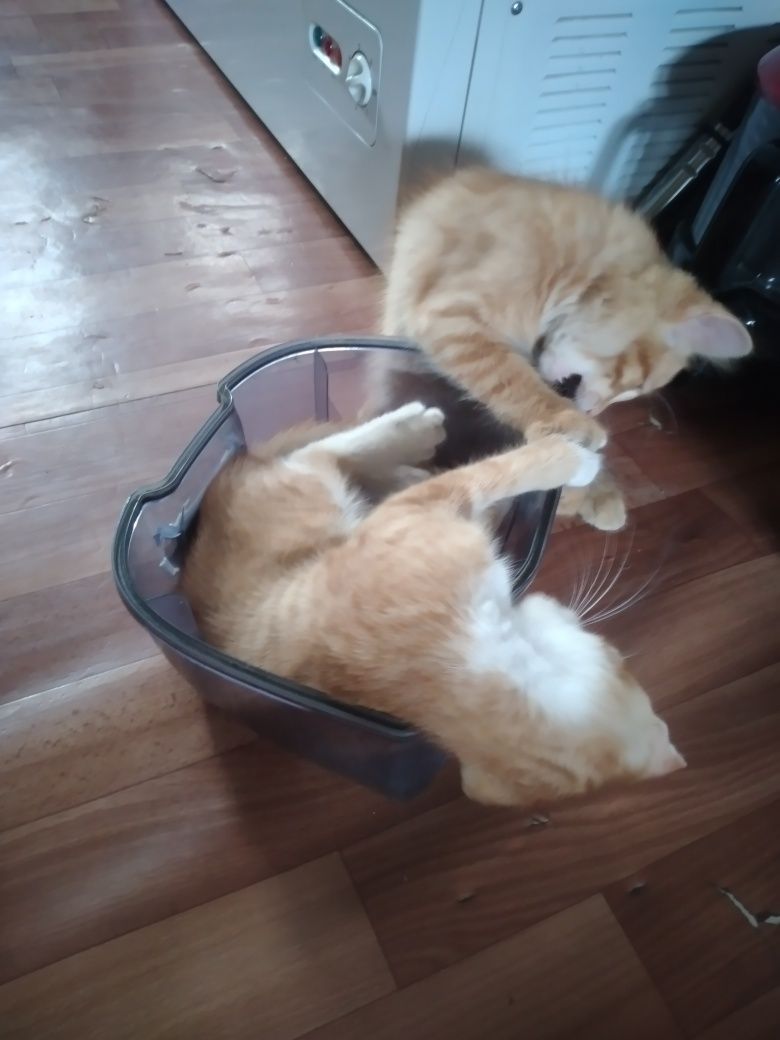 Отдам котят добрые руки