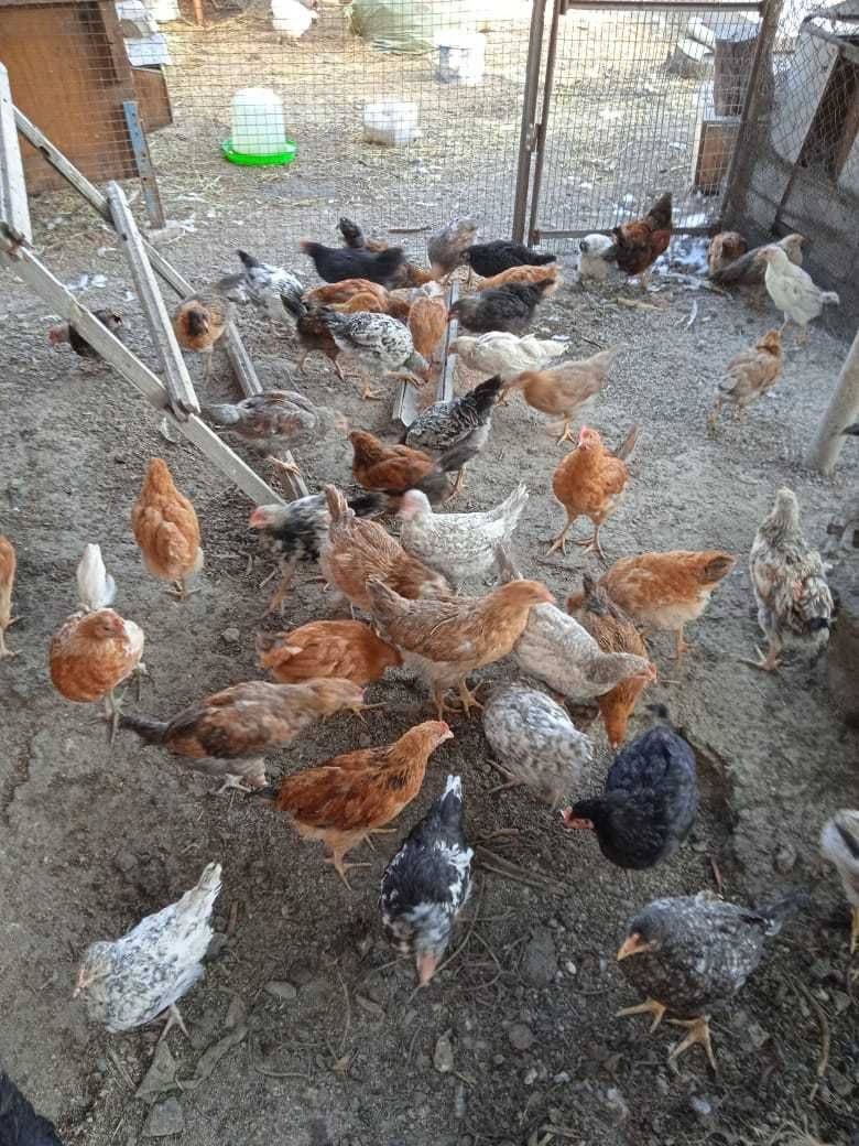Продам курчат и цыплят