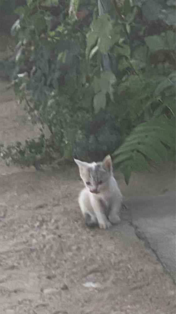Кошка с 4 котятами отдам в хорошие руки