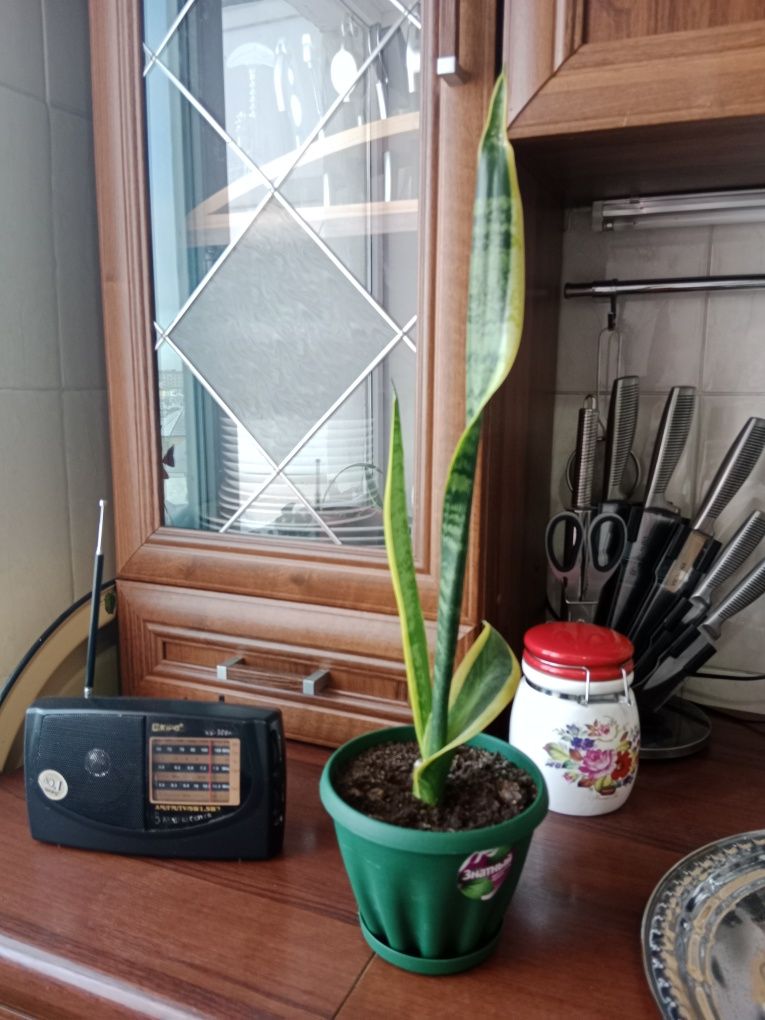 Продам домашние цветы