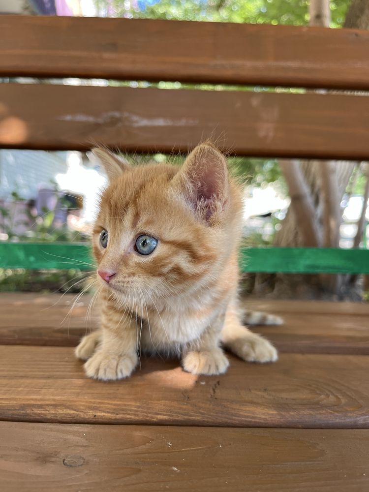Котятки, котенки