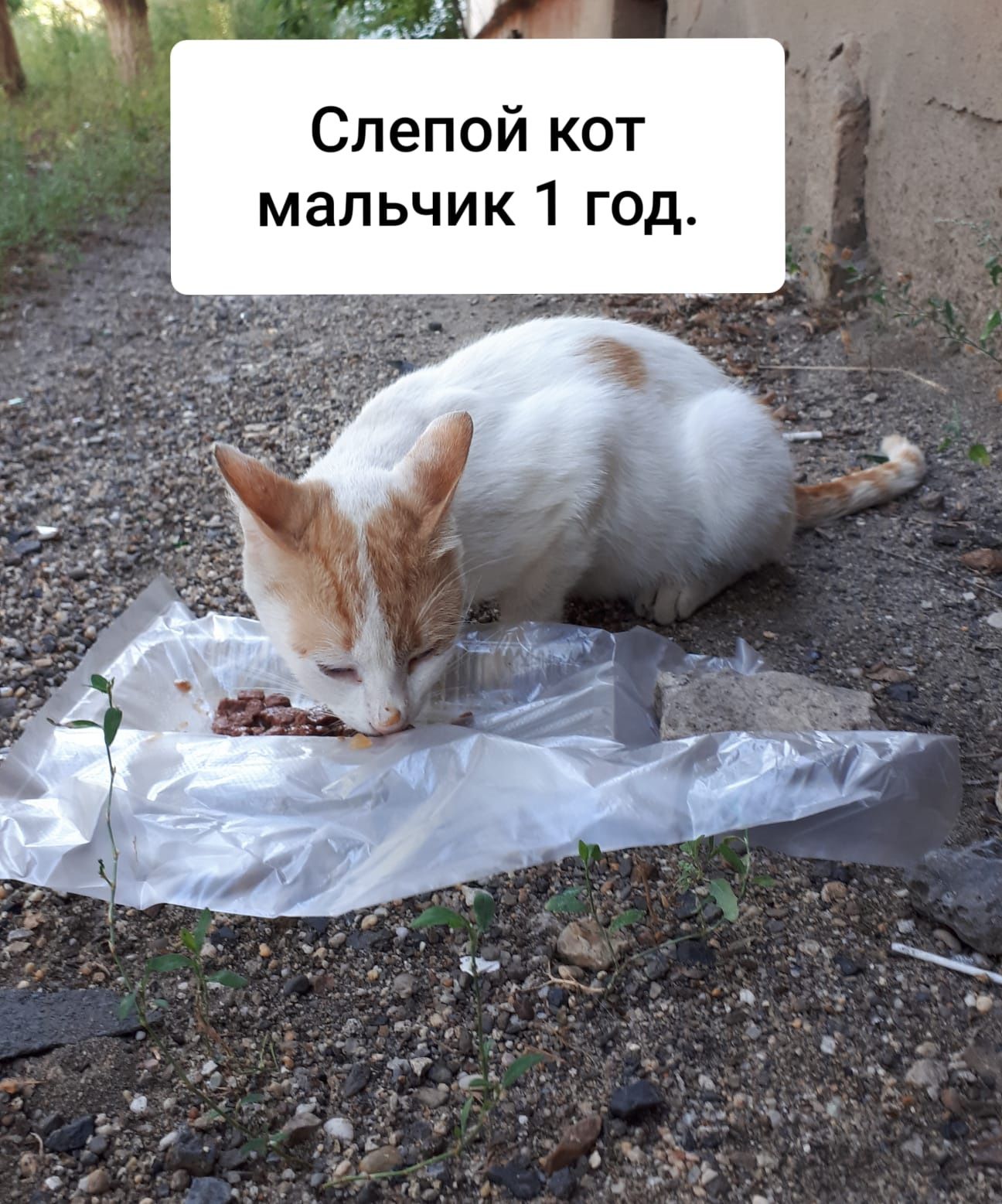 Кот мальчик в надежные руки.